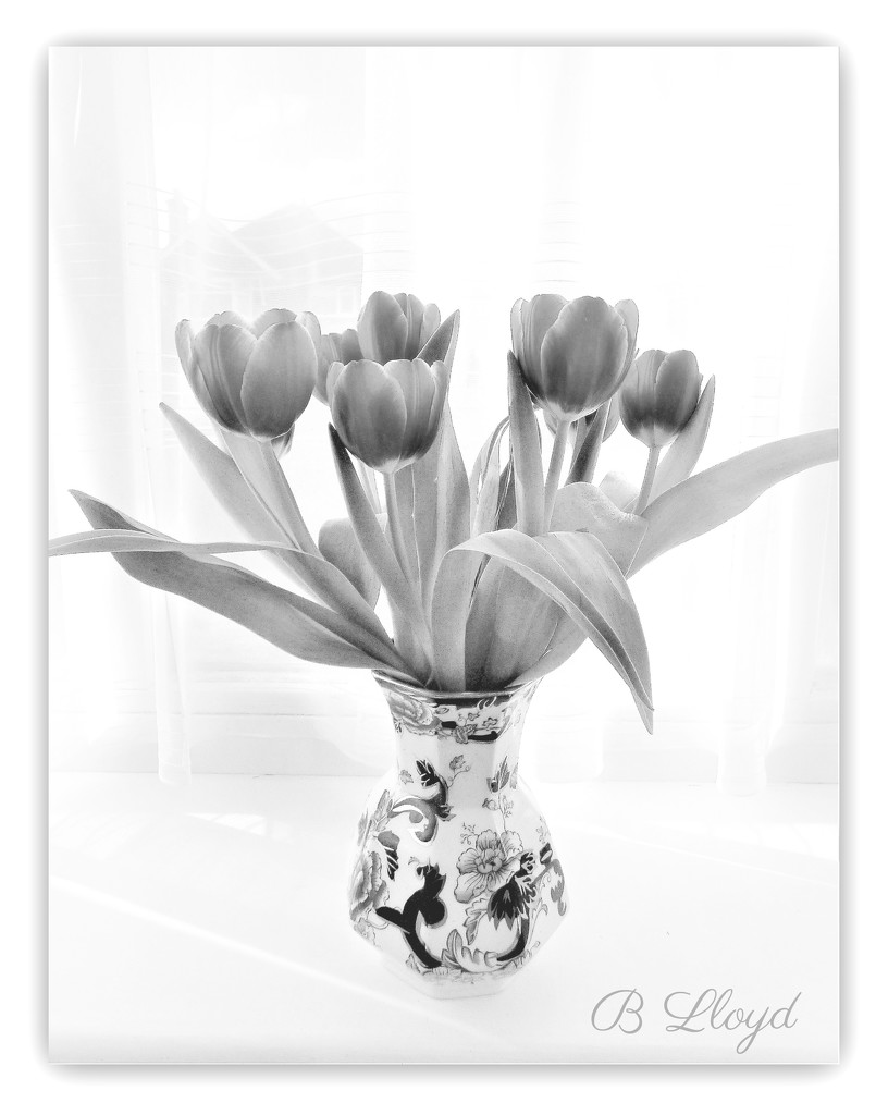 Tulips in B/W  by beryl