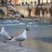 Seagulls near the river by spectrum