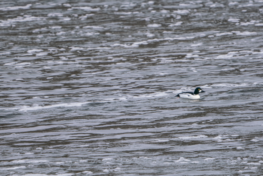 Lonely Goldeneye on Icey River by rminer