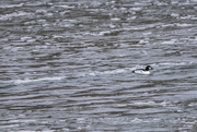 11th Feb 2018 - Lonely Goldeneye on Icey River
