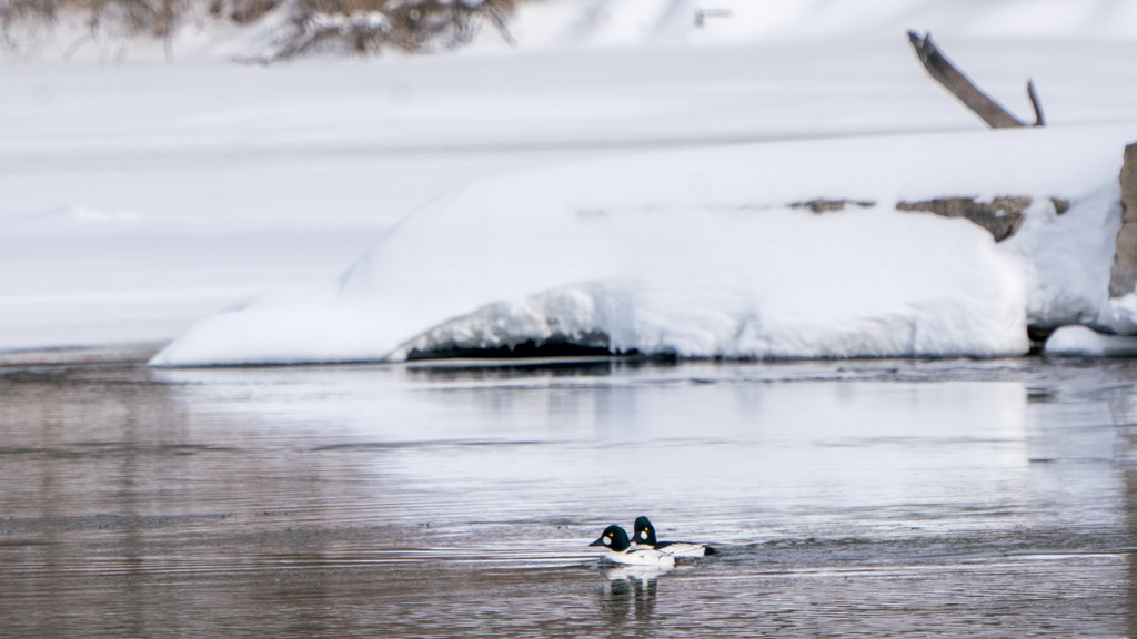 Goldeneyes Above the Dam by rminer