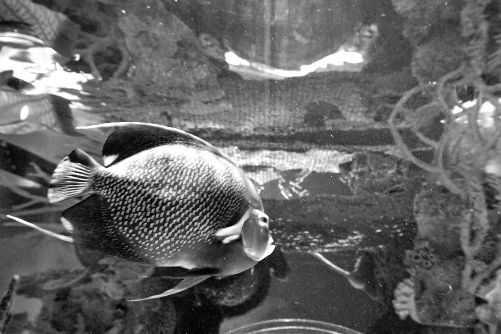 aquarium in black & white by granagringa