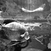 aquarium in black & white by granagringa