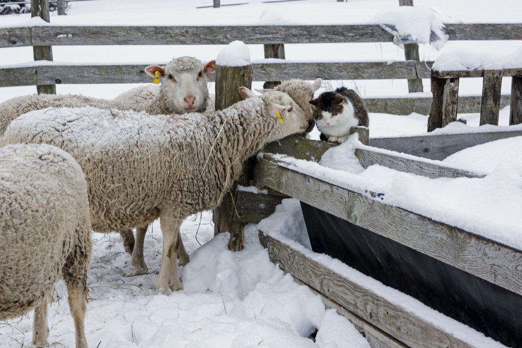 February Words - Animal by farmreporter