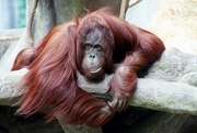 12th Feb 2018 - Orangutan relaxing