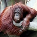 Orangutan relaxing by randy23