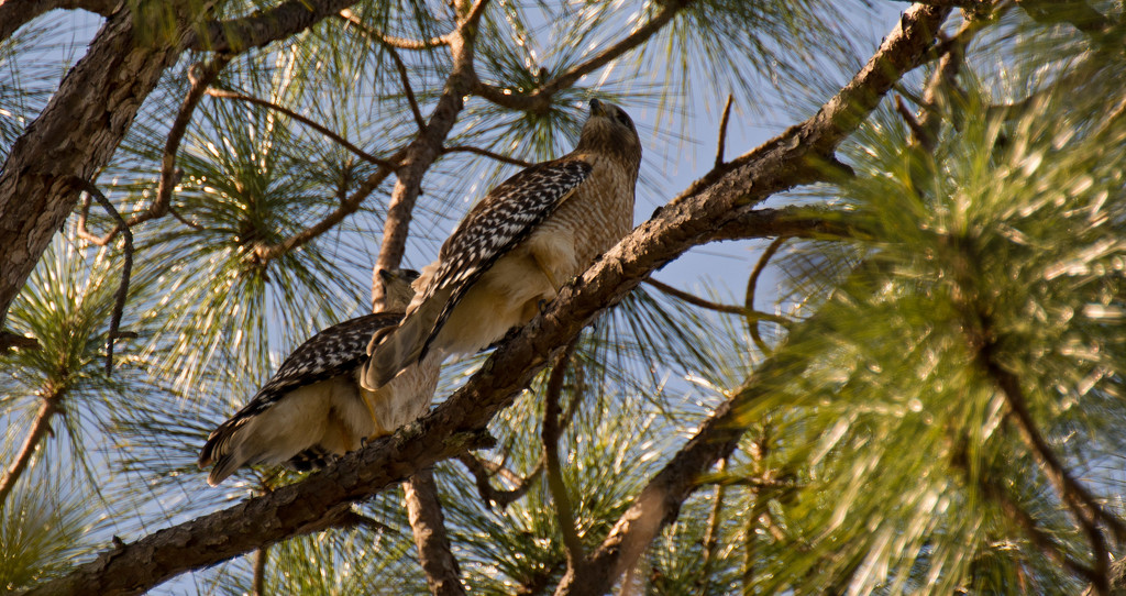 Just a Couple of Red Shouldered Hawks! by rickster549