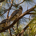 Just a Couple of Red Shouldered Hawks! by rickster549