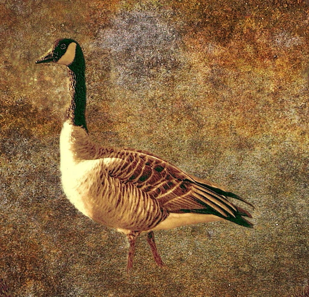 Canadian Goose by joysfocus