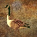 Canadian Goose by joysfocus