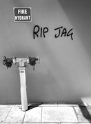 12th Feb 2018 - RIP Jag