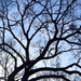 Winter tree by congaree