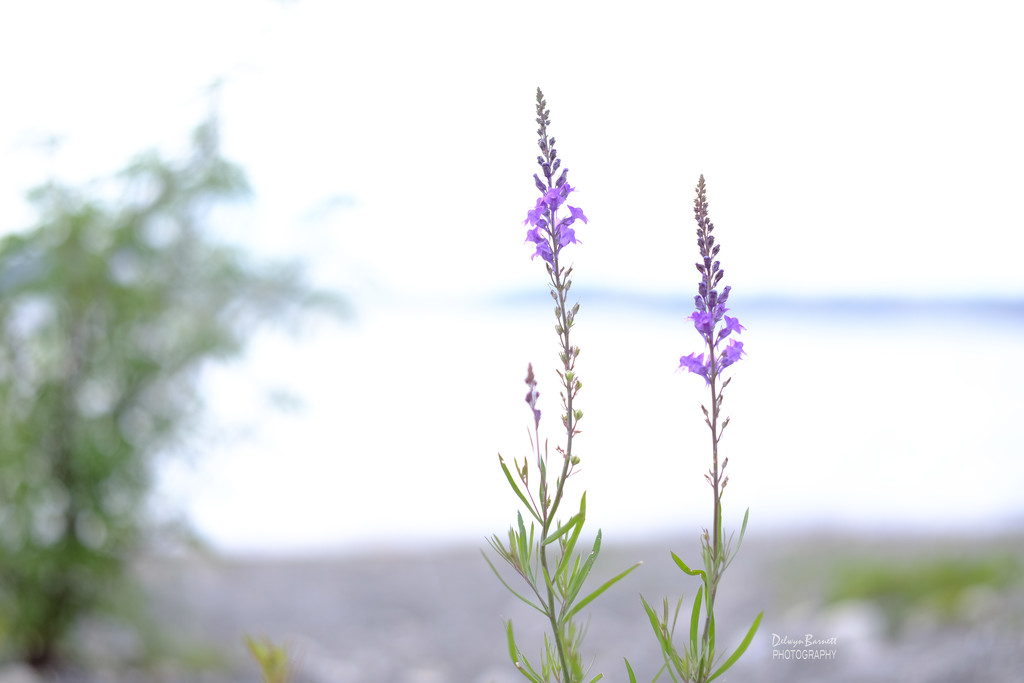 Weeds on the edge of Lake Taupo by dkbarnett