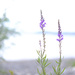 Weeds on the edge of Lake Taupo by dkbarnett