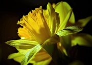12th Feb 2018 - Daffodil in the Spotlight