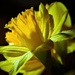 Daffodil in the Spotlight by carole_sandford