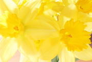 12th Feb 2018 - ....A Host of golden Daffodils