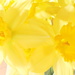....A Host of golden Daffodils by carole_sandford