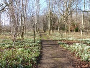 11th Feb 2018 - Woodland Path