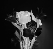 9th Feb 2018 - inverted bouquet