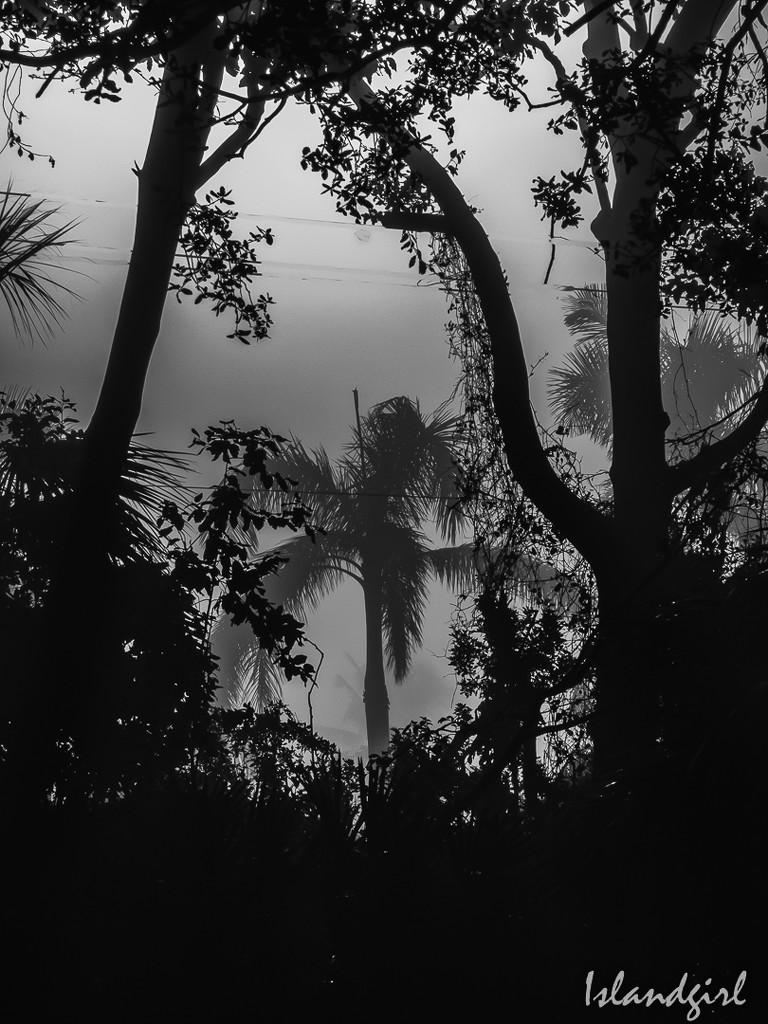 Palm Tree Framed  by radiogirl