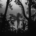 Palm Tree Framed  by radiogirl