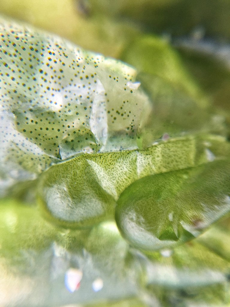 Seaweeds macro.  by cocobella