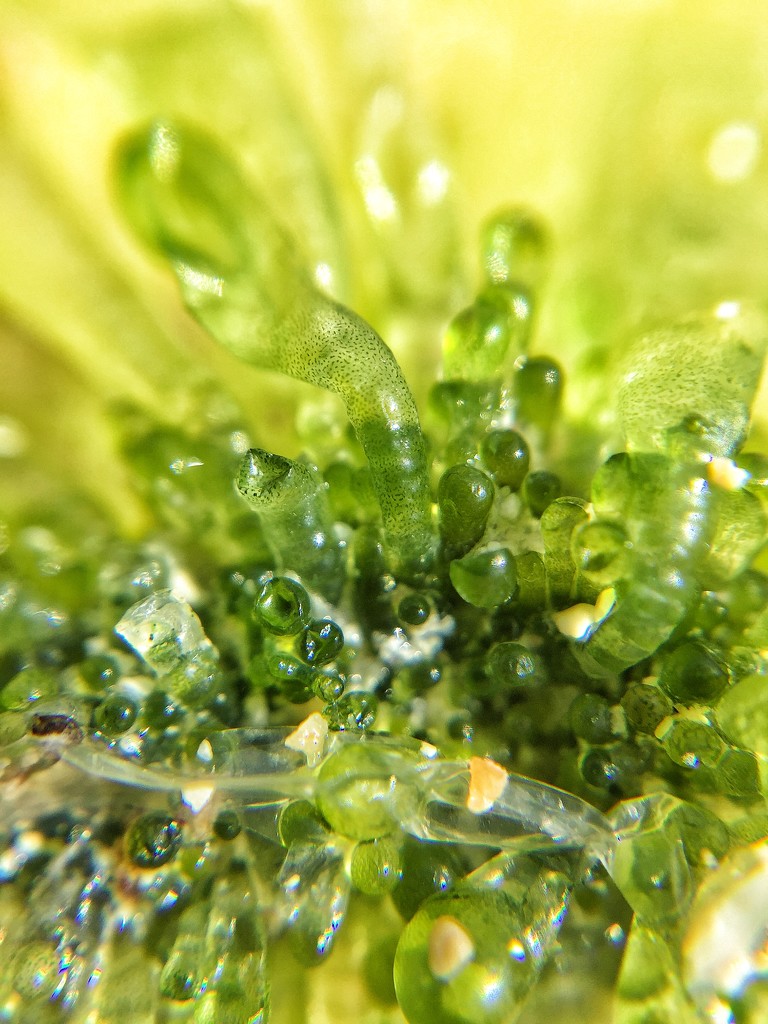 Seaweed close up.  by cocobella