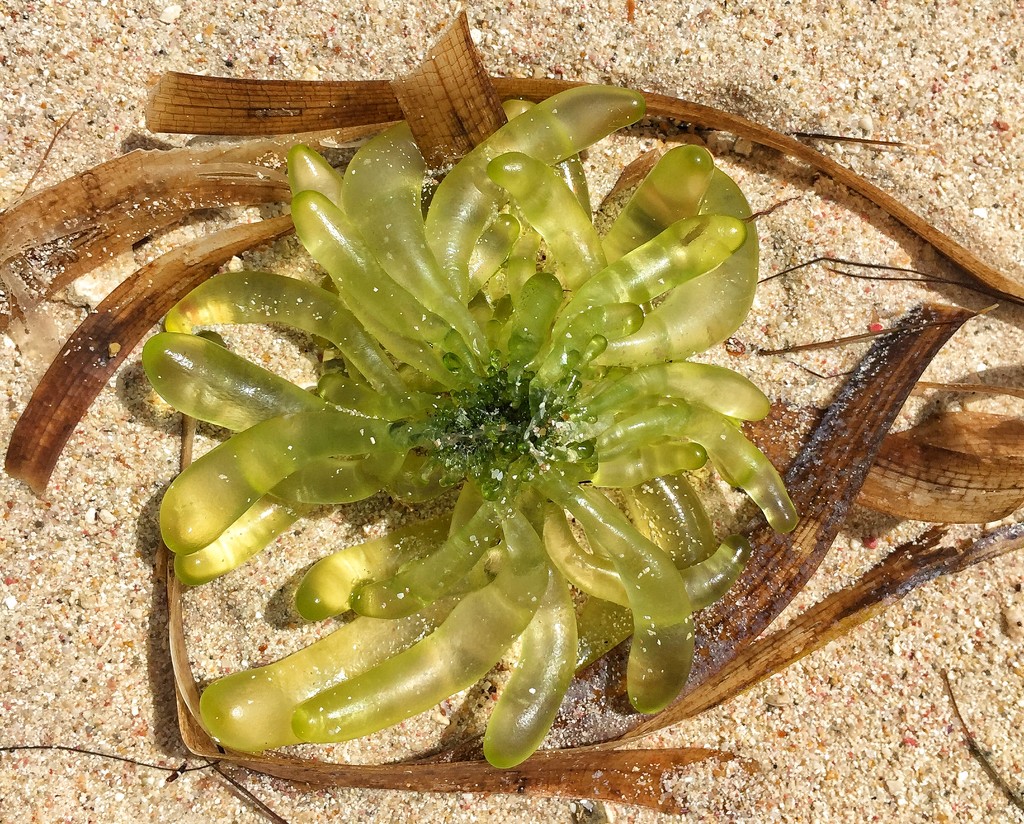 Seaweed flower.  by cocobella