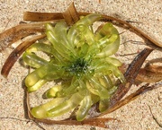 8th Feb 2018 - Seaweed flower. 