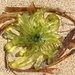 Seaweed flower.  by cocobella