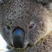 hypnotist by koalagardens