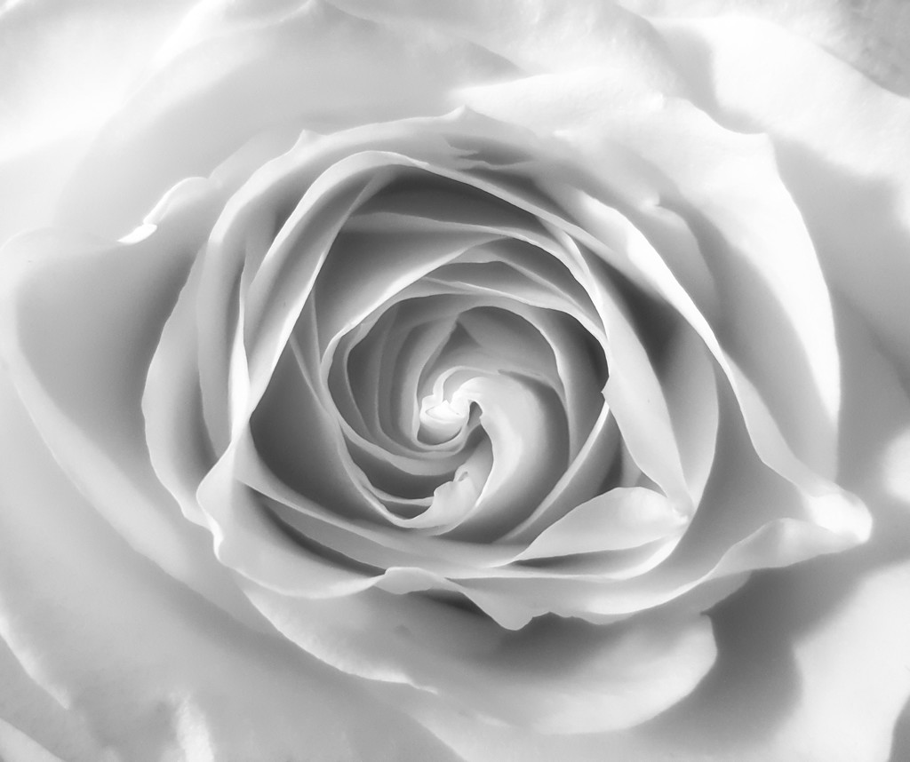 Birthday rose... by m2016
