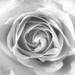 Birthday rose... by m2016