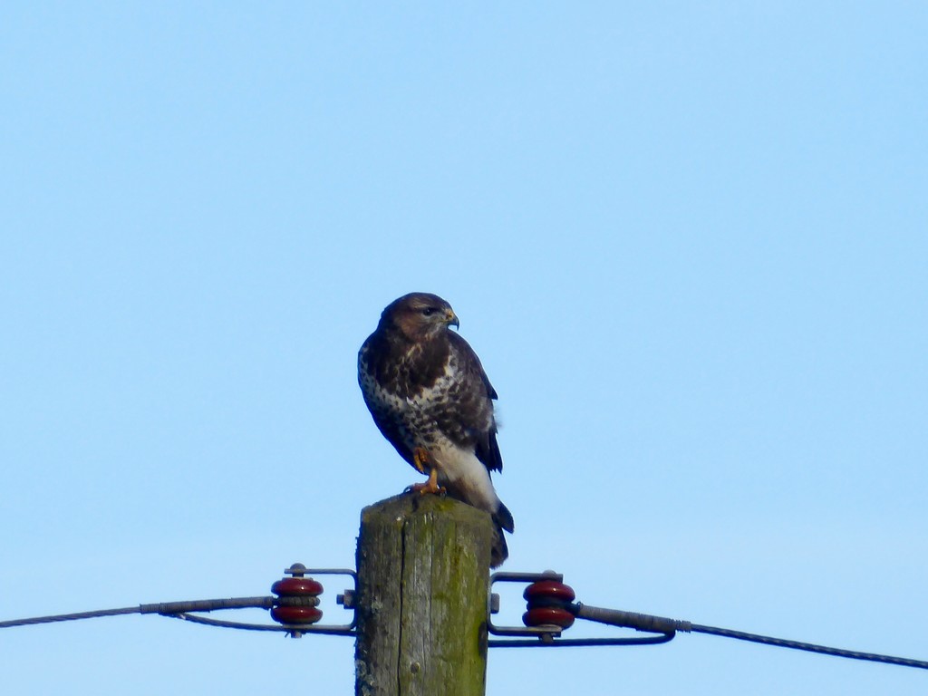 A Buzzard on a Post by susiemc