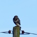 A Buzzard on a Post by susiemc