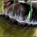 Hairy, hairy caterpillar.. by robz