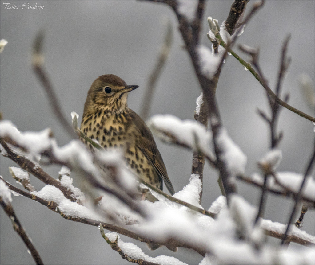 Song Thrush by pcoulson