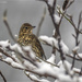 Song Thrush by pcoulson