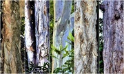13th Feb 2018 - Beautiful Aussie Tree Trunks ~