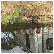 5th Feb 2018 - Florida Turtle 