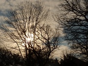 3rd Jan 2011 - Winter sun