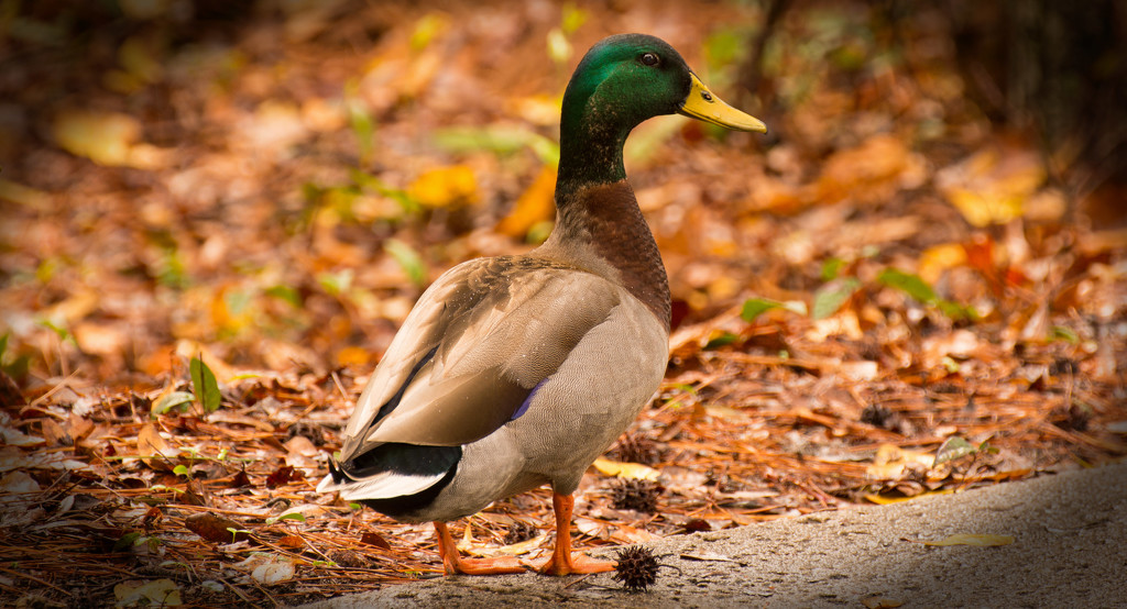 Mr Mallard Out For a Stroll! by rickster549