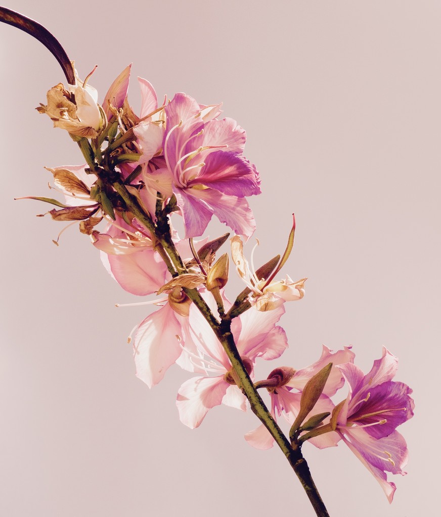 Flowering Branch by redy4et