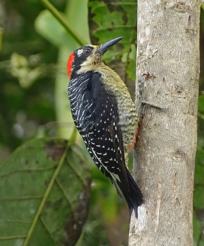Black-cheeked Woodpecker, Costa Rica by annepann