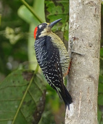 8th Feb 2018 - Black-cheeked Woodpecker, Costa Rica
