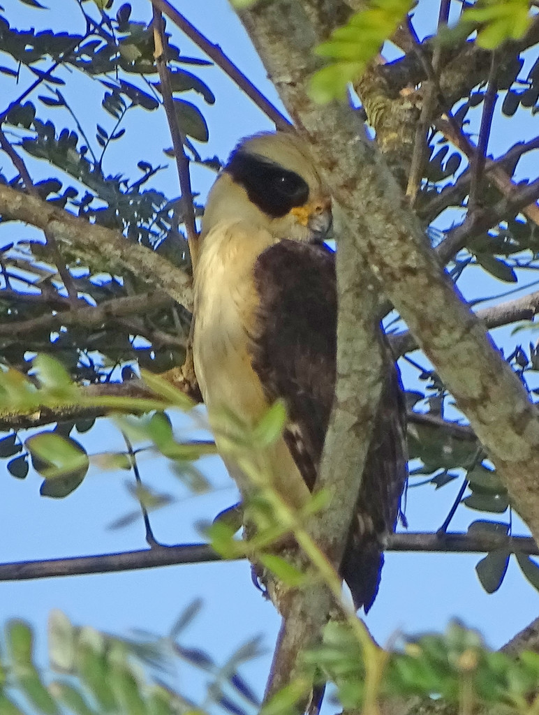 Laughing Falcon, Costa Rica by annepann