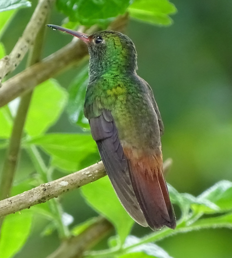 Rufous-tailed Hummingbird, Costa Rica by annepann