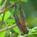 Rufous-tailed Hummingbird, Costa Rica by annepann