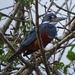 Ringed Kingfisher, Costa Rica by annepann